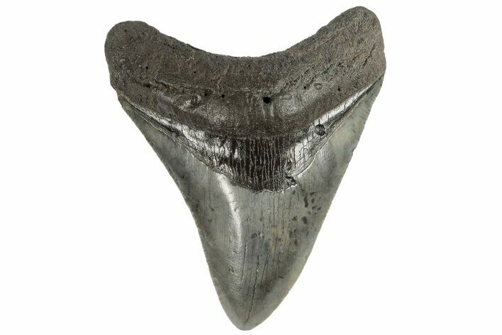 Fossil Megalodon Tooth - South Carolina #165002